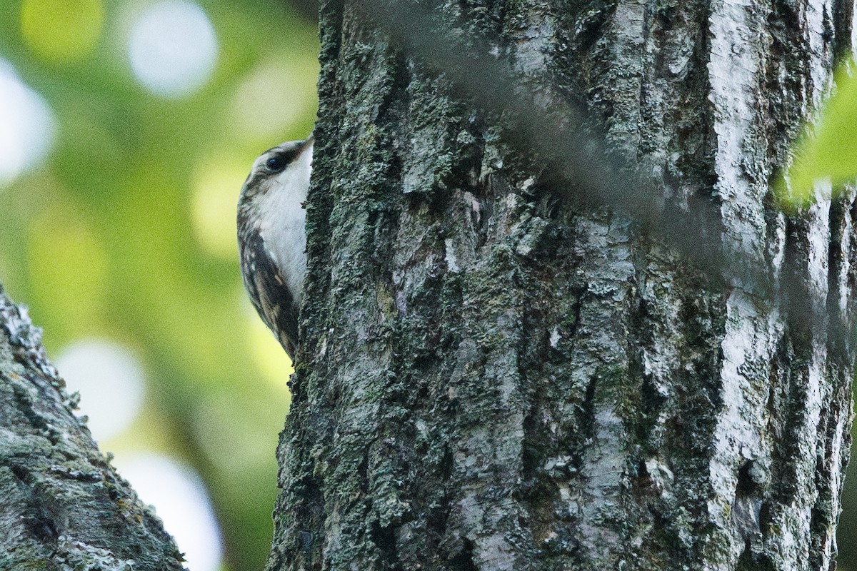 Brown Creeper - ML641538574