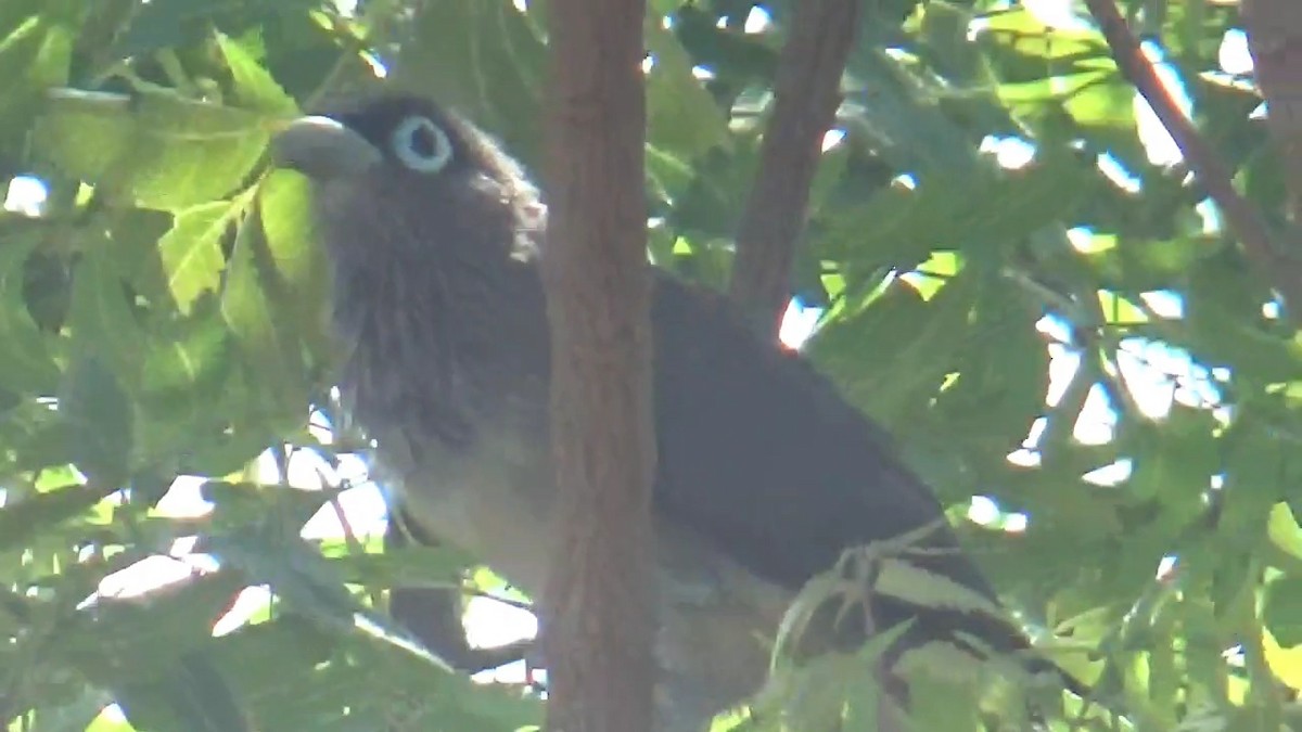 Blue-faced Malkoha - ML641538592
