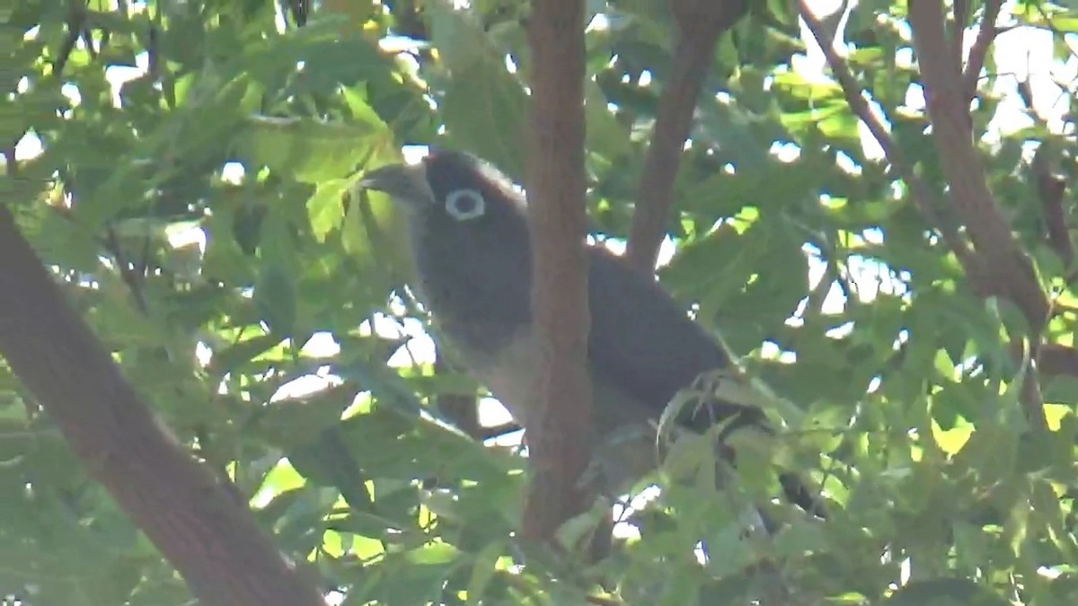 Blue-faced Malkoha - ML641538593