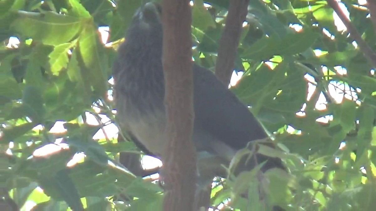 Blue-faced Malkoha - ML641538594