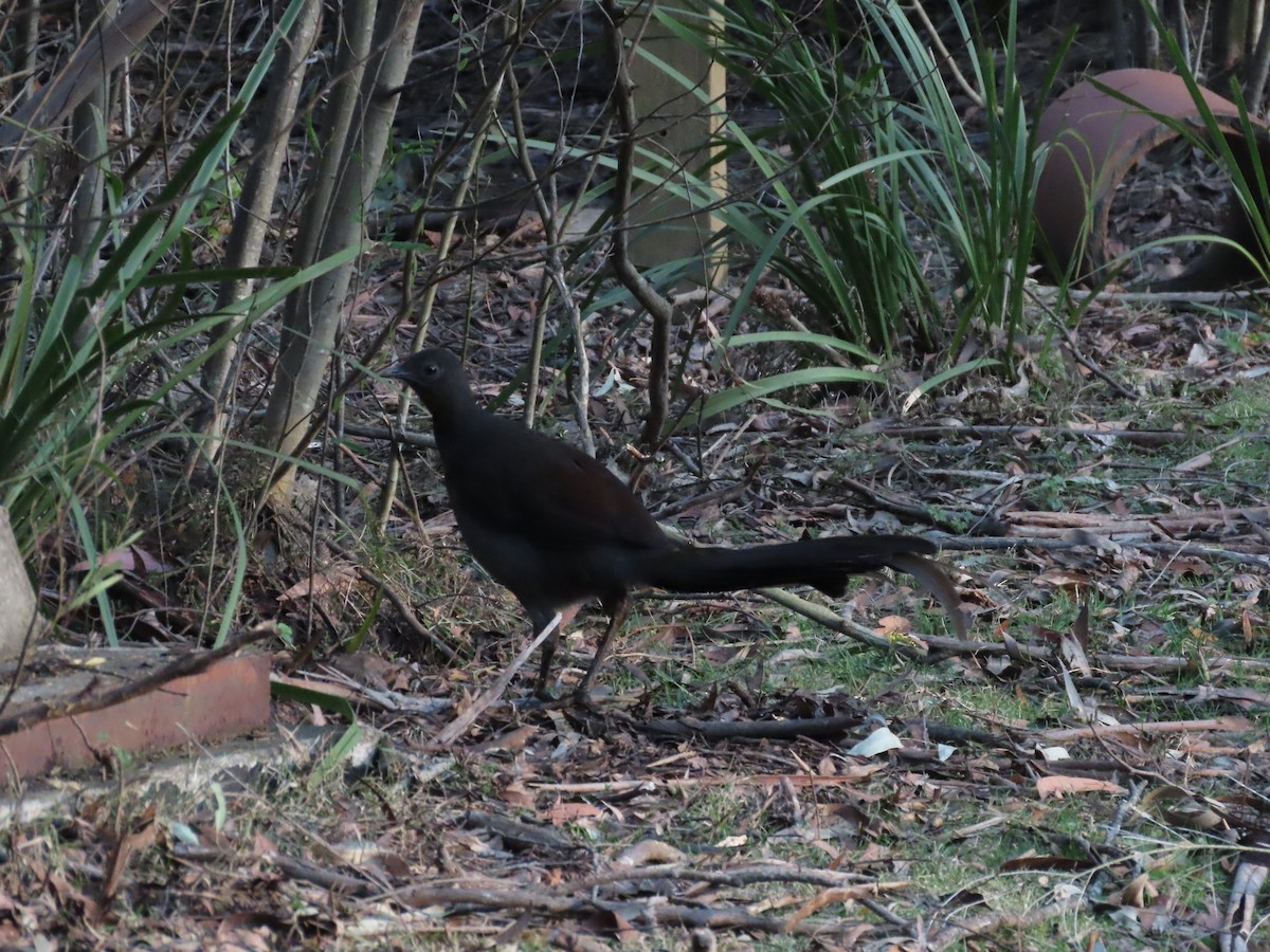 Superb Lyrebird - ML641538602