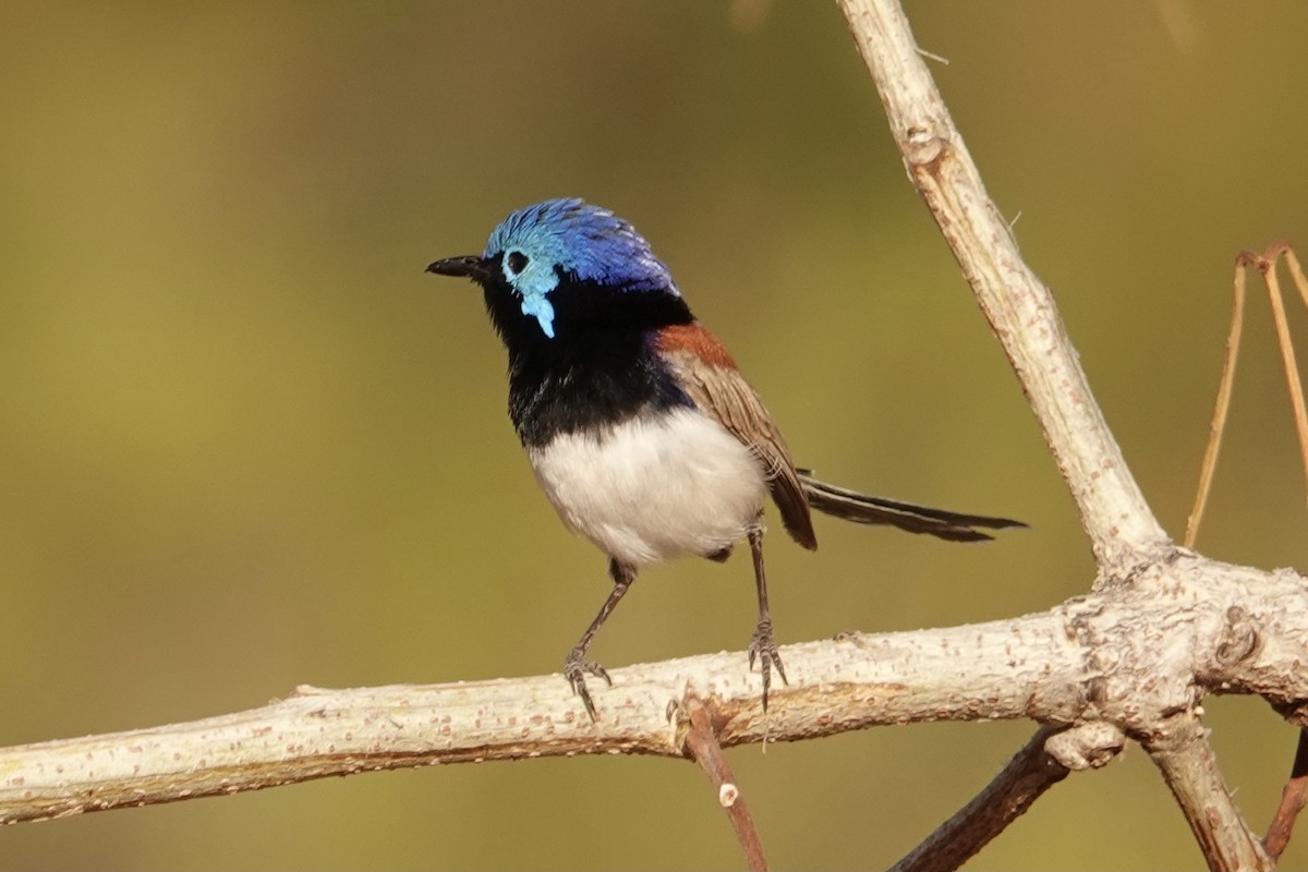 Purple-backed Fairywren - ML641538667