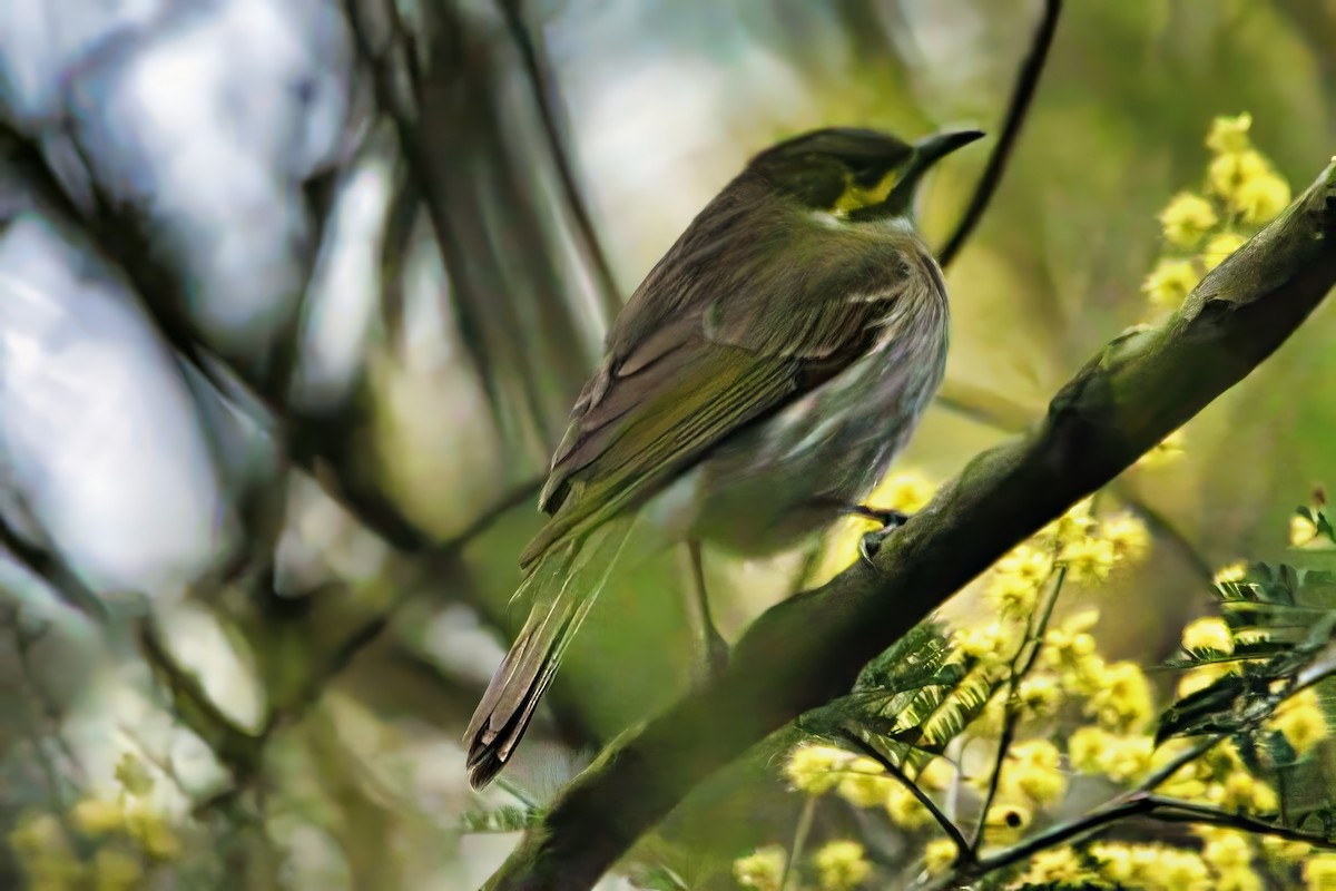 Yellow-faced Honeyeater - ML641538684