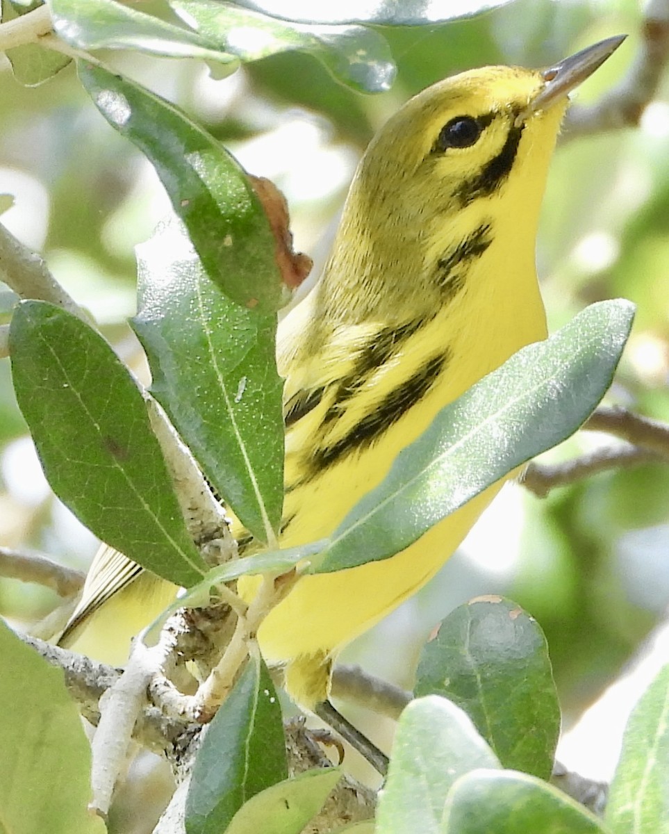 Prairie Warbler - ML641538717
