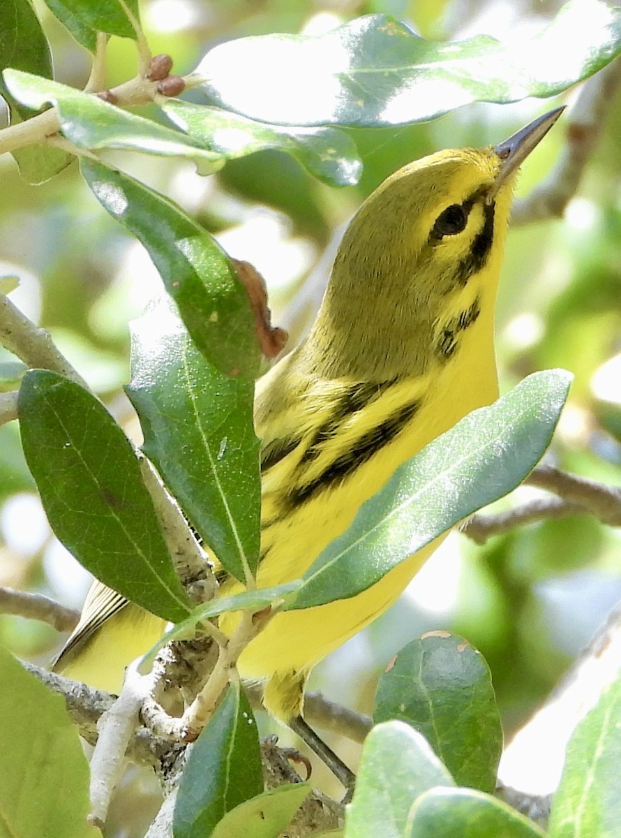 Prairie Warbler - ML641538719