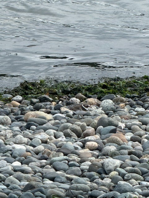 Semipalmated Plover - ML641538747