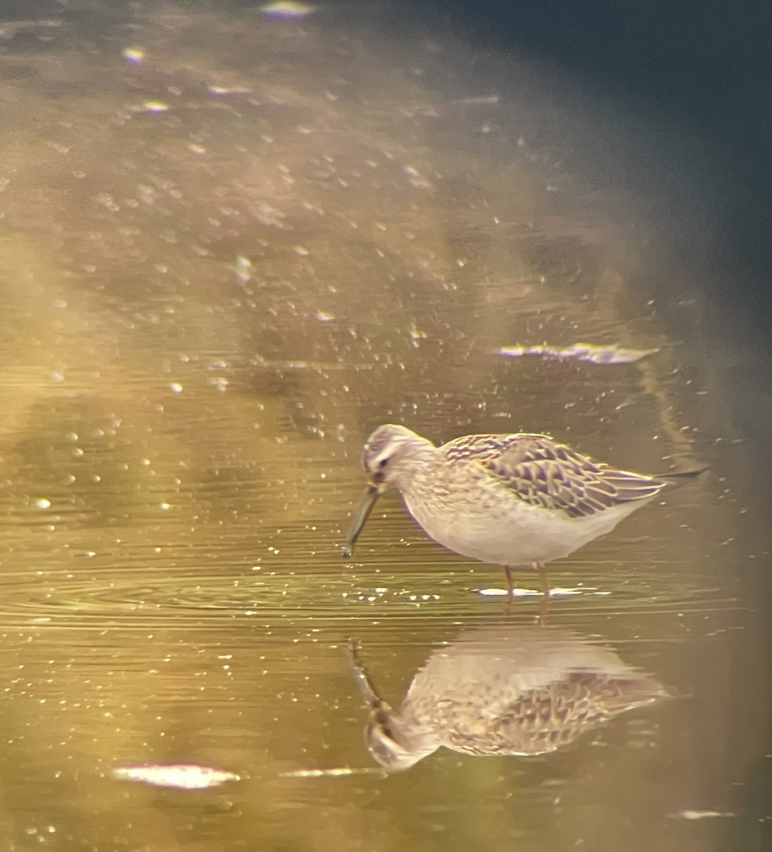 Stilt Sandpiper - ML641538800