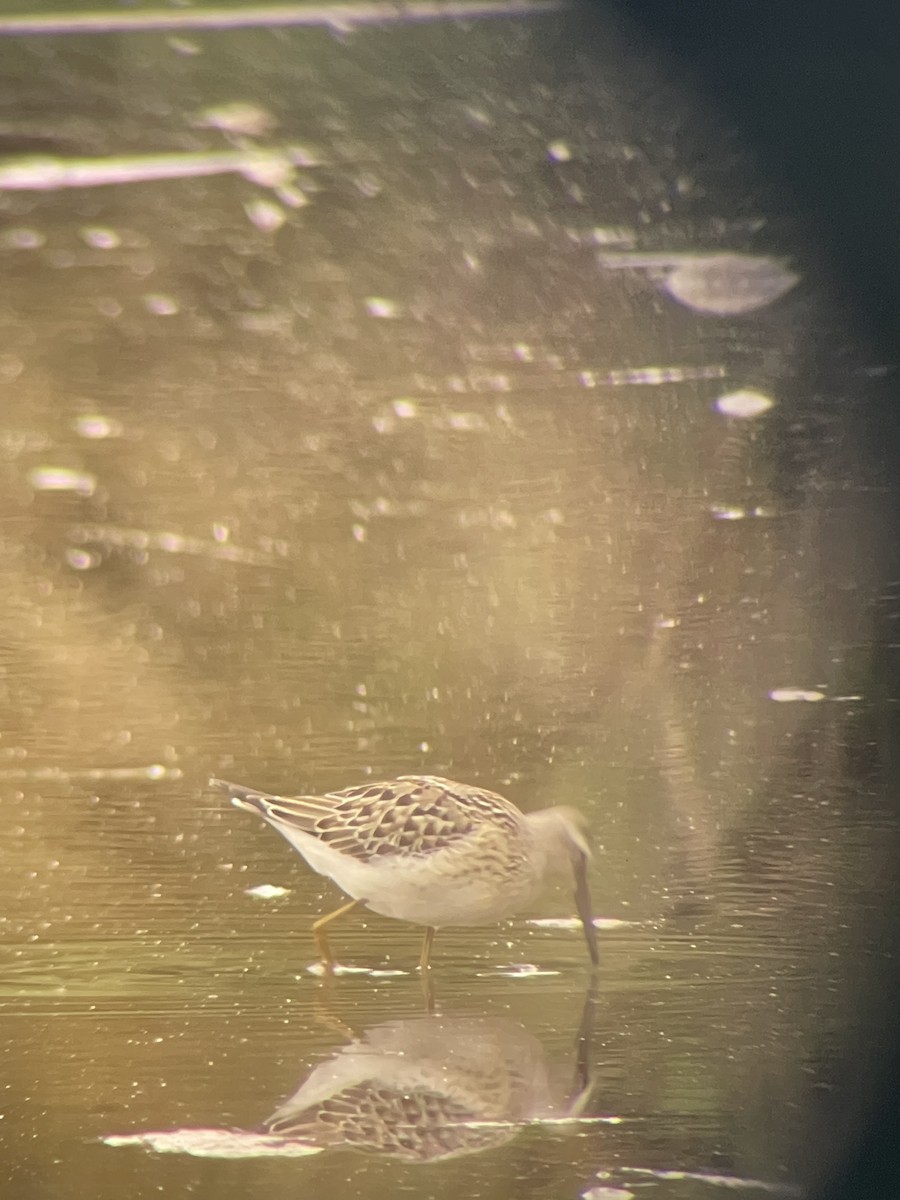 Stilt Sandpiper - ML641538801