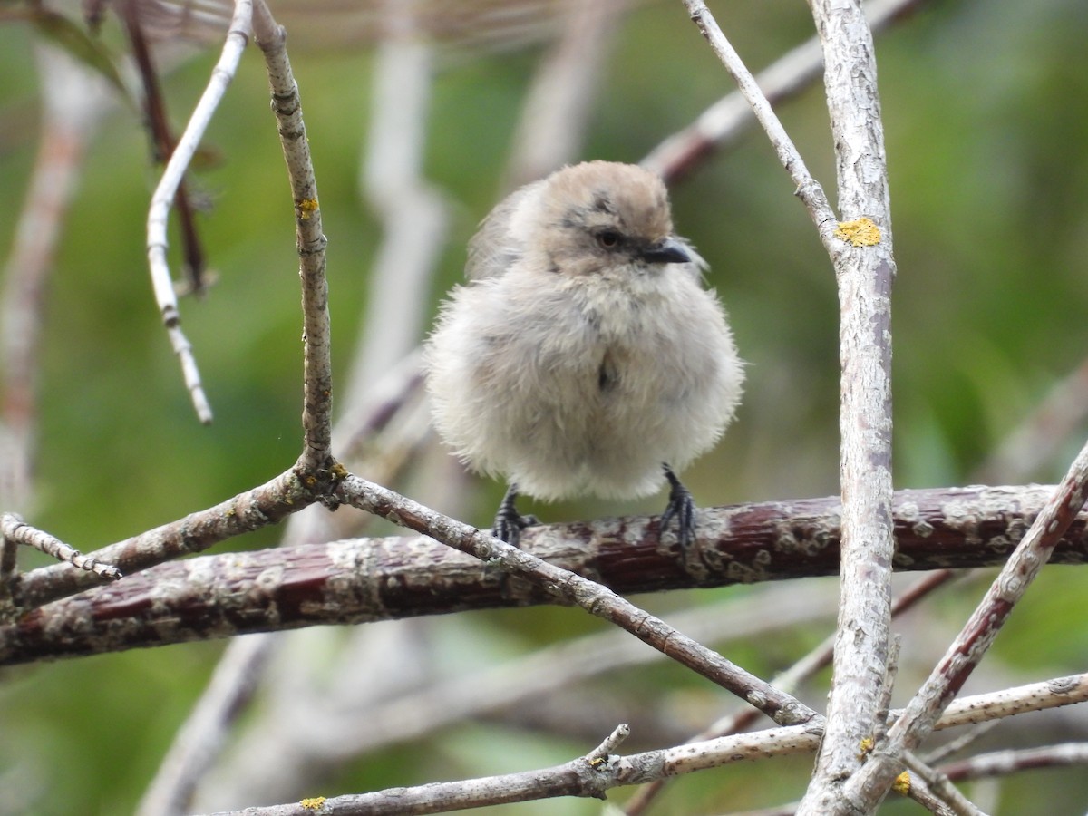 Bushtit - ML641538811