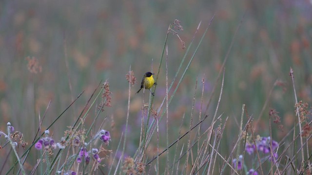 Black-polled Yellowthroat - ML641538817
