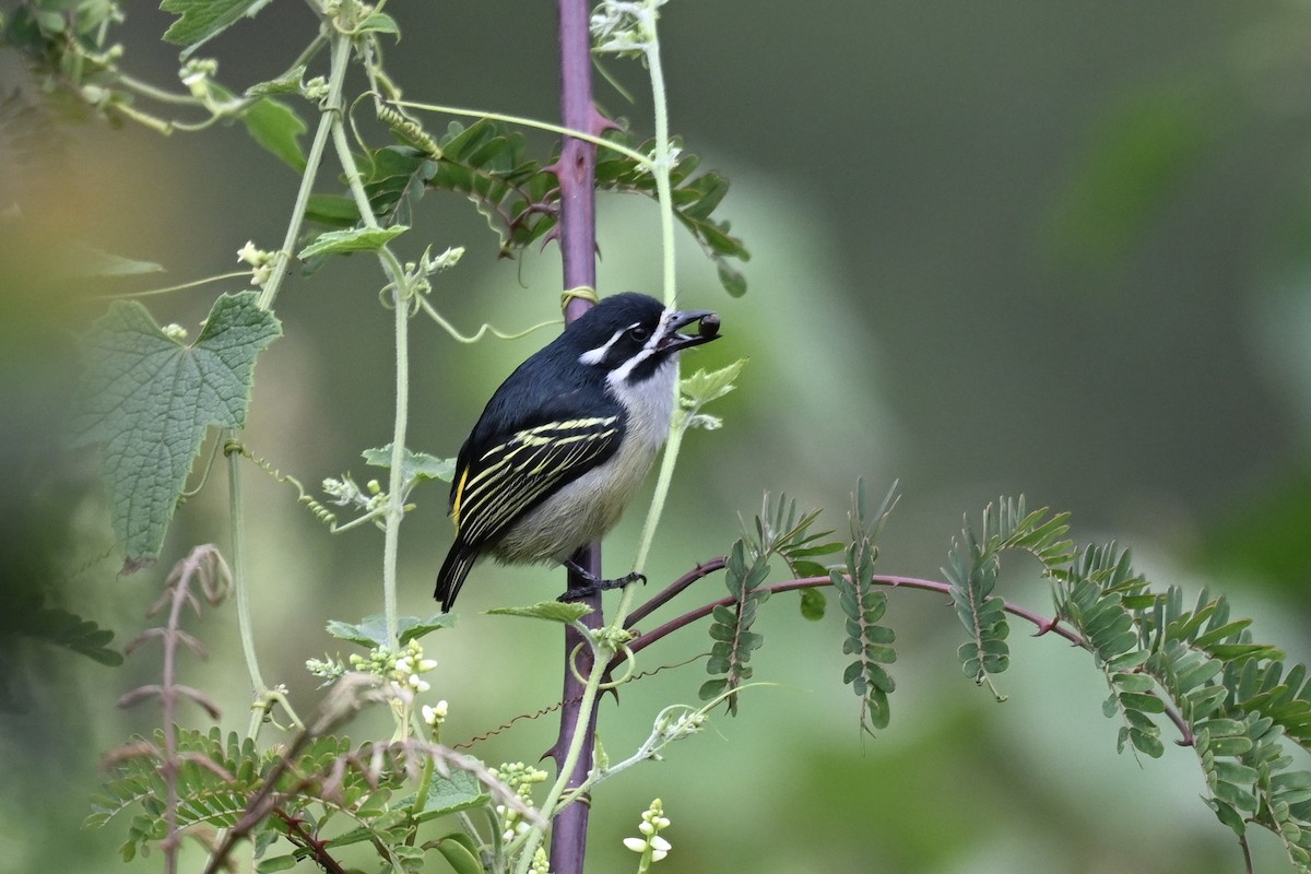 Yellow-rumped Tinkerbird - ML641538846