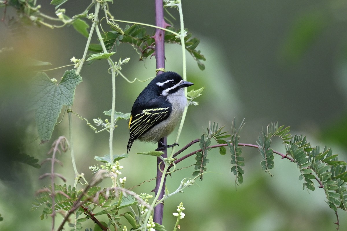 Yellow-rumped Tinkerbird - ML641538848