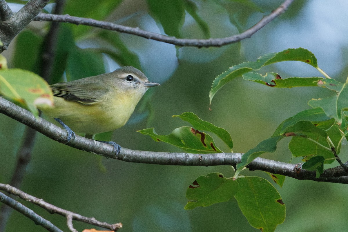 Philadelphia Vireo - ML641538890