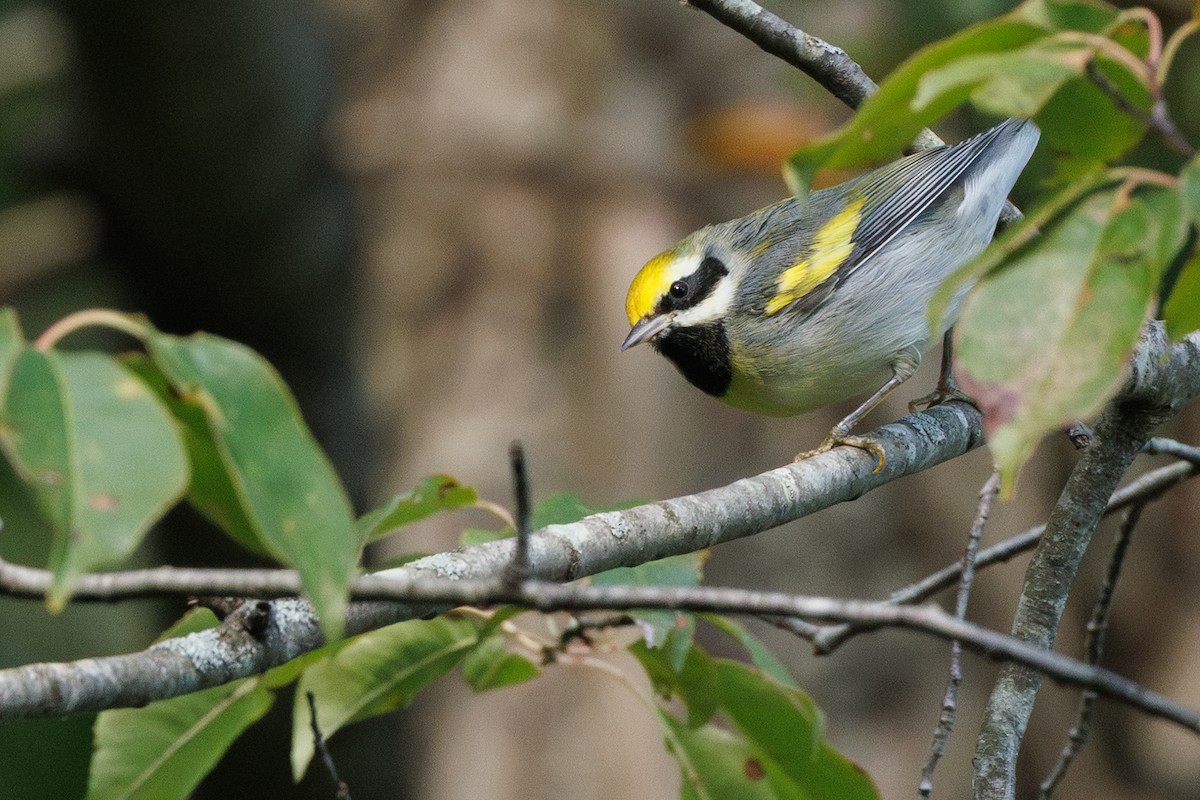 Golden-winged Warbler - ML641538905