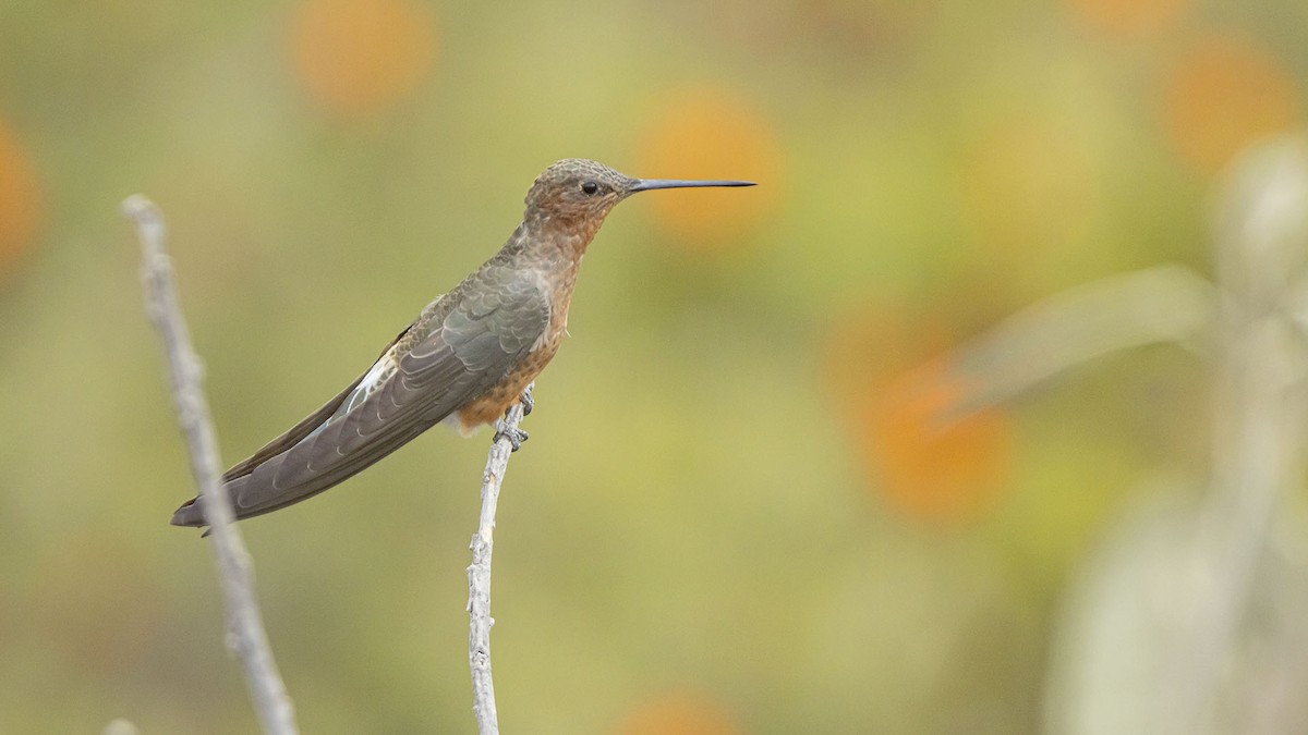 Koca Kolibri - ML641538906