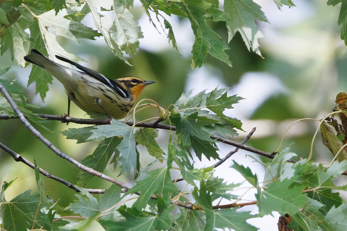 Blackburnian Warbler - ML641538915