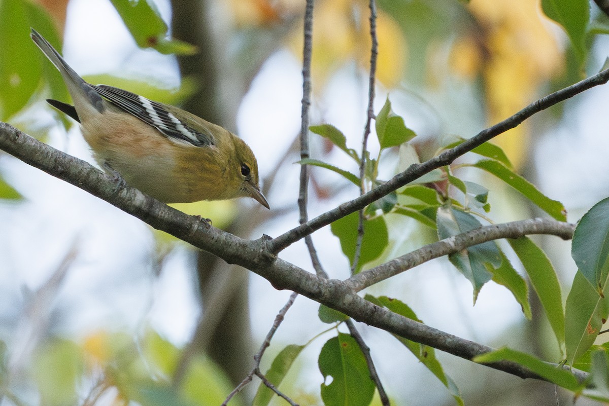 Bay-breasted Warbler - ML641538929