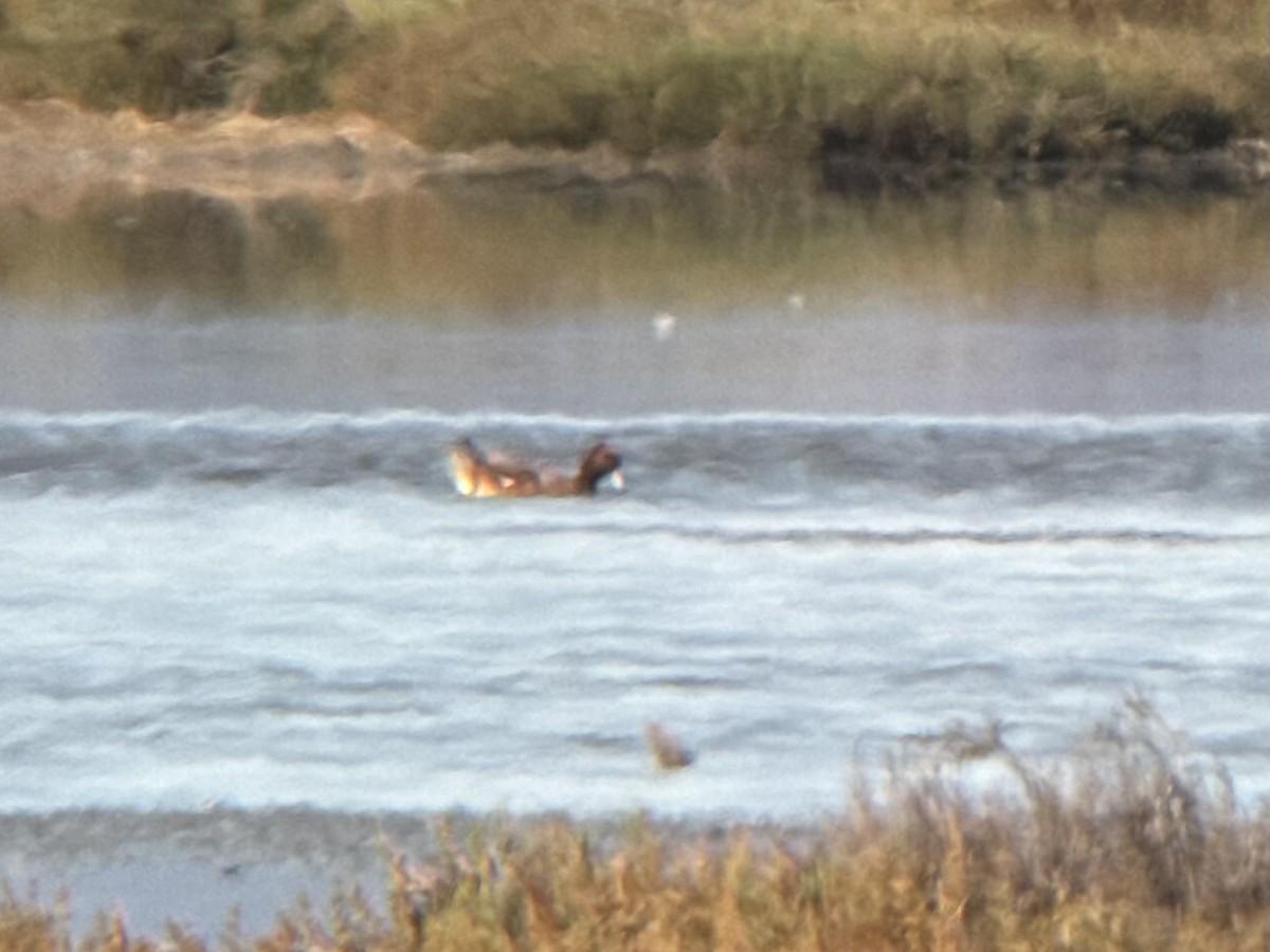Eurasian Wigeon - ML641538935