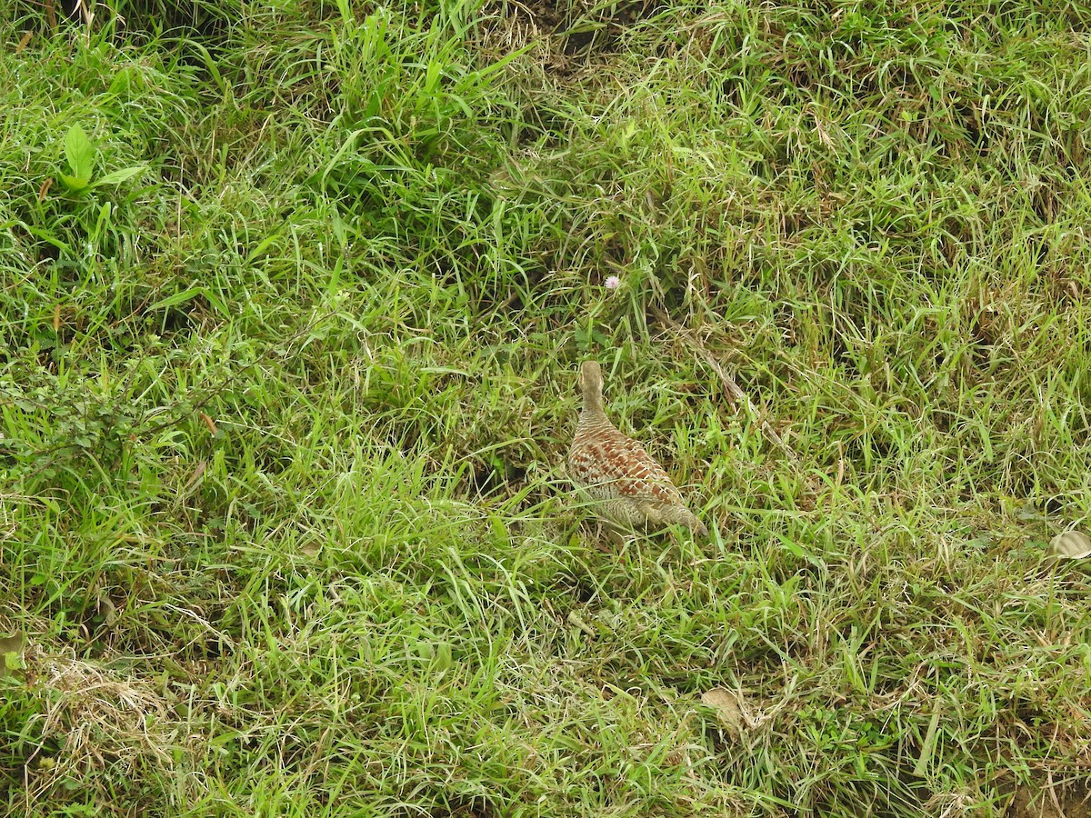 Gray Francolin - ML641538992
