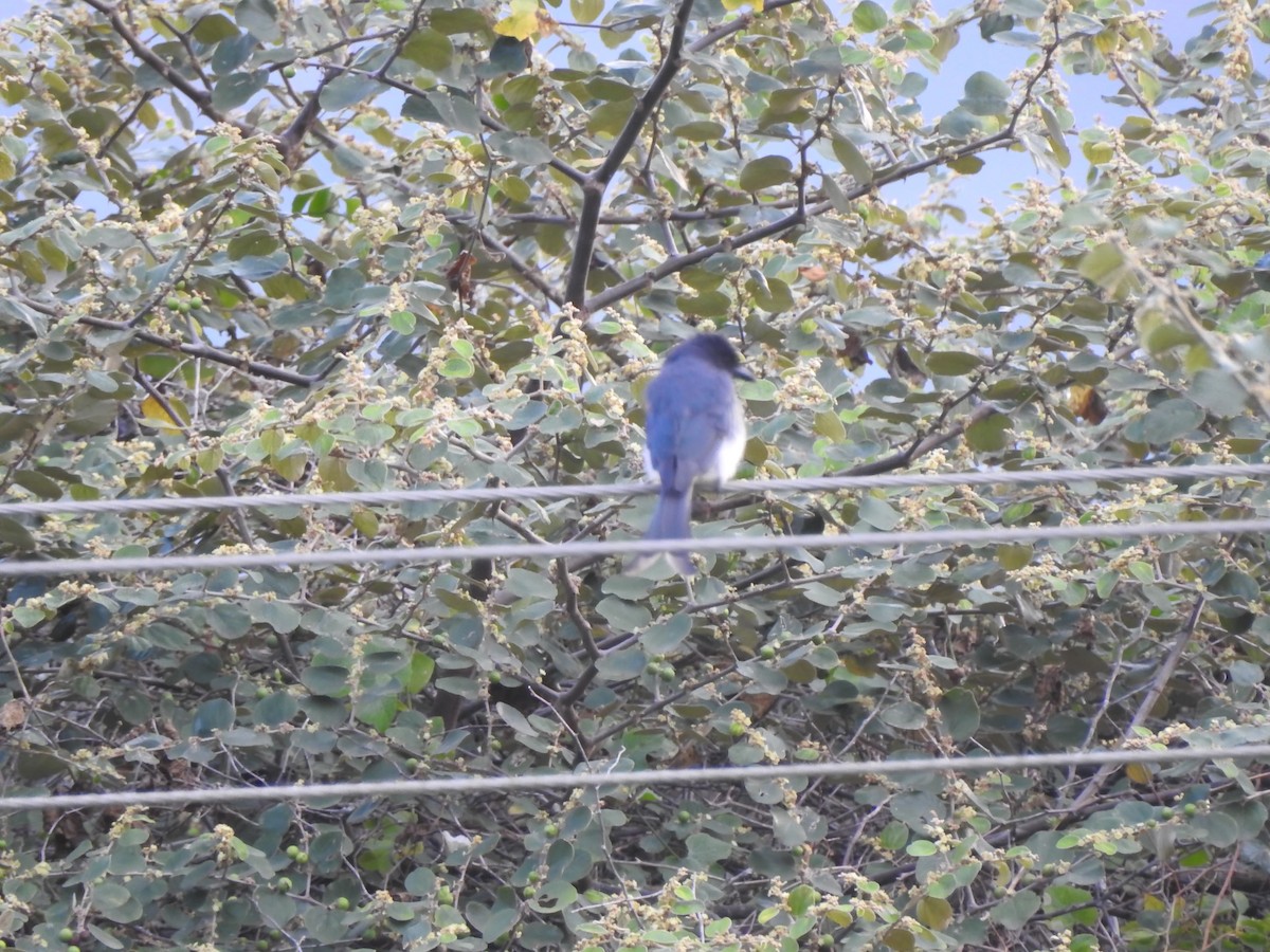 White-bellied Drongo - ML641539011