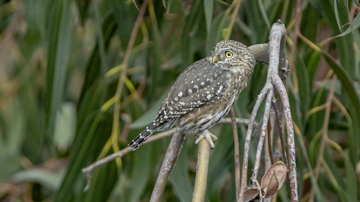 Peru Serçe Baykuşu - ML641539116