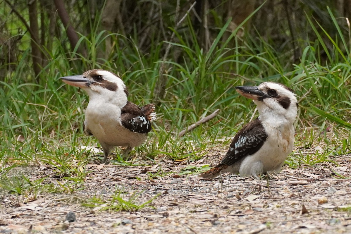 latterkokaburra - ML641539143