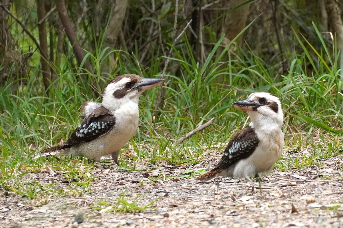 latterkokaburra - ML641539144