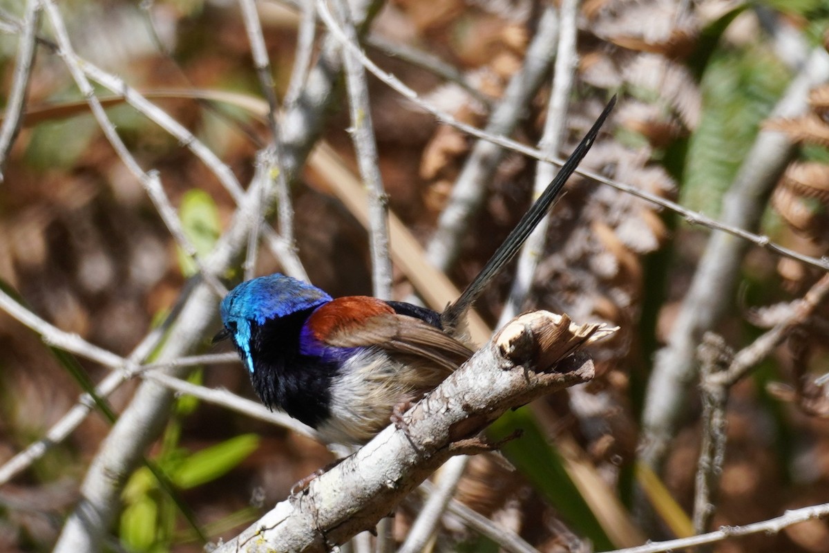 Variegated Fairywren - ML641539173