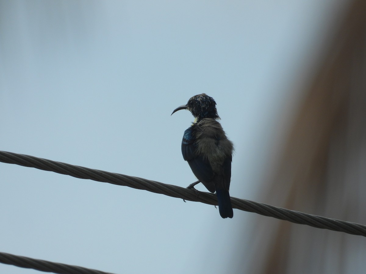 Purple Sunbird - ML641539192