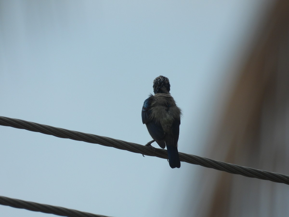 Purple Sunbird - ML641539195