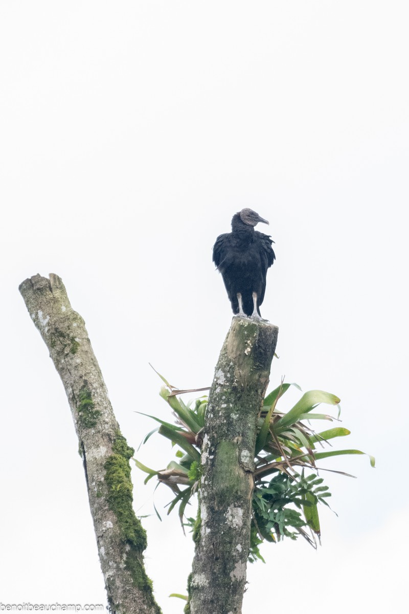 Black Vulture - ML641539201