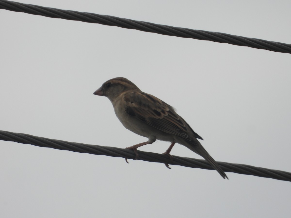 家麻雀 - ML641539214