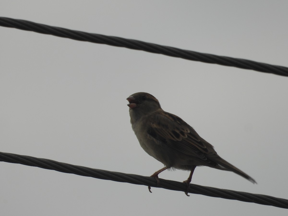 家麻雀 - ML641539215