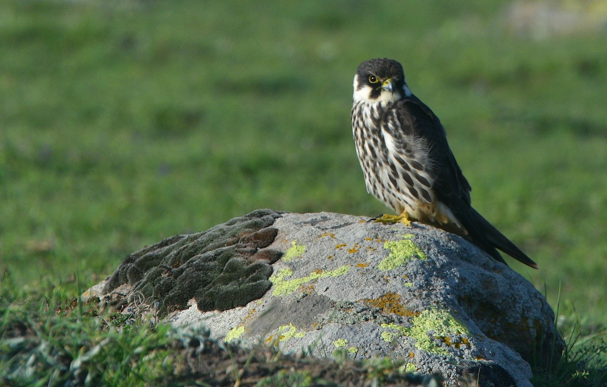 Eurasian Hobby - ML641539230