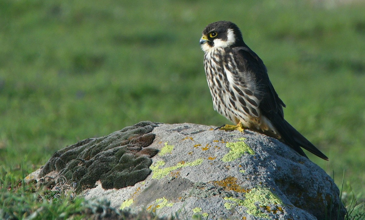 Eurasian Hobby - ML641539231