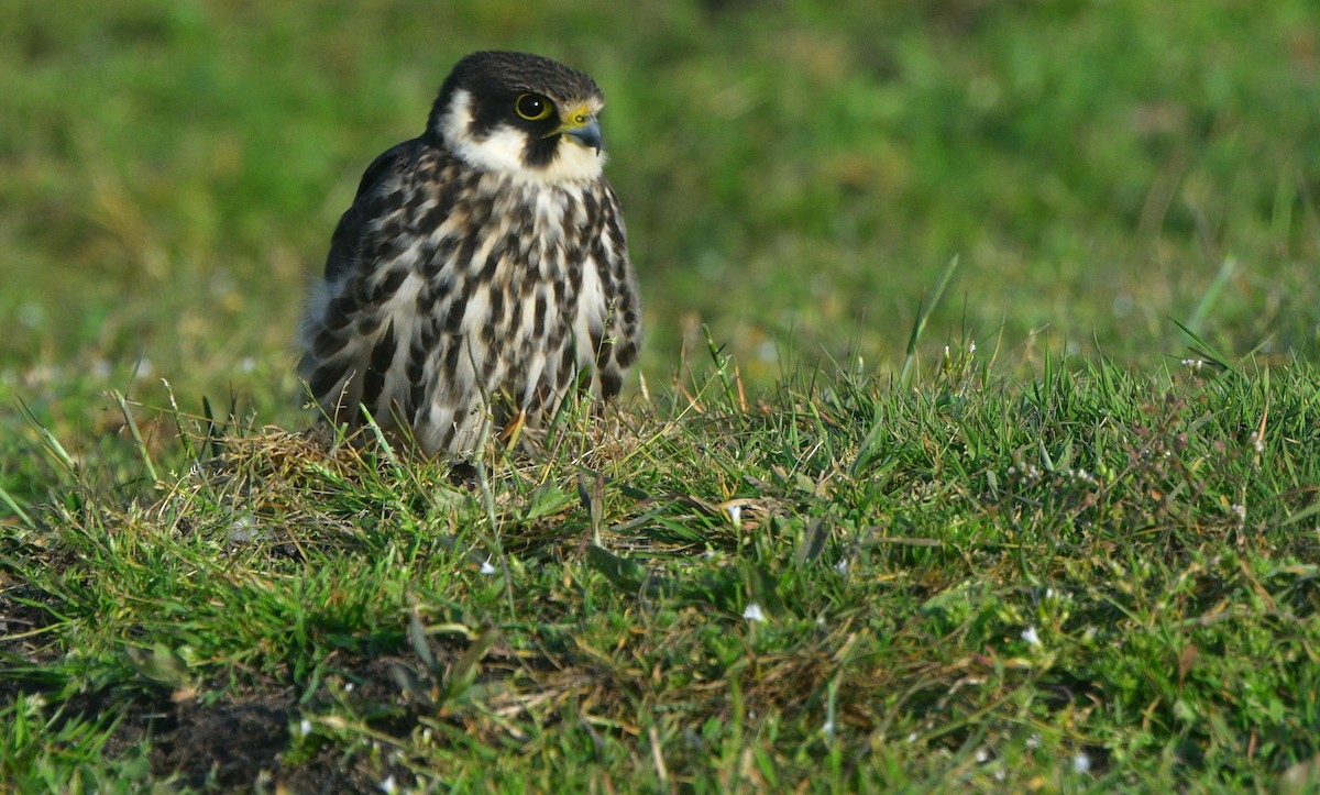 Eurasian Hobby - ML641539232