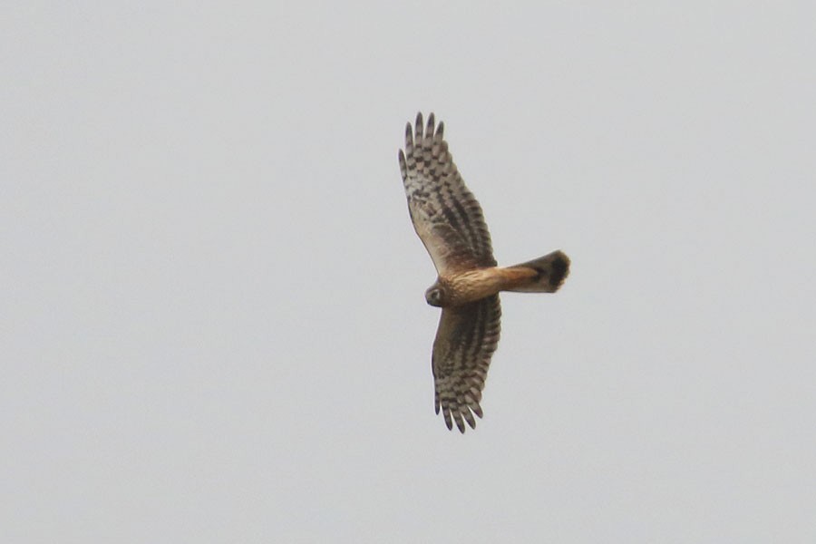 moták pilich - ML641539284