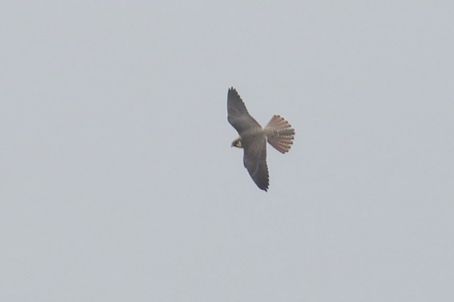 Eurasian Hobby - ML641539288