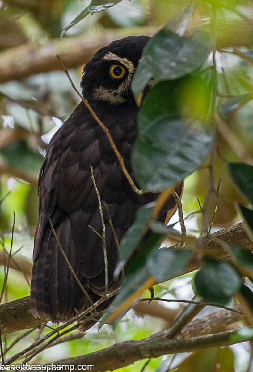 Spectacled Owl - ML641539324