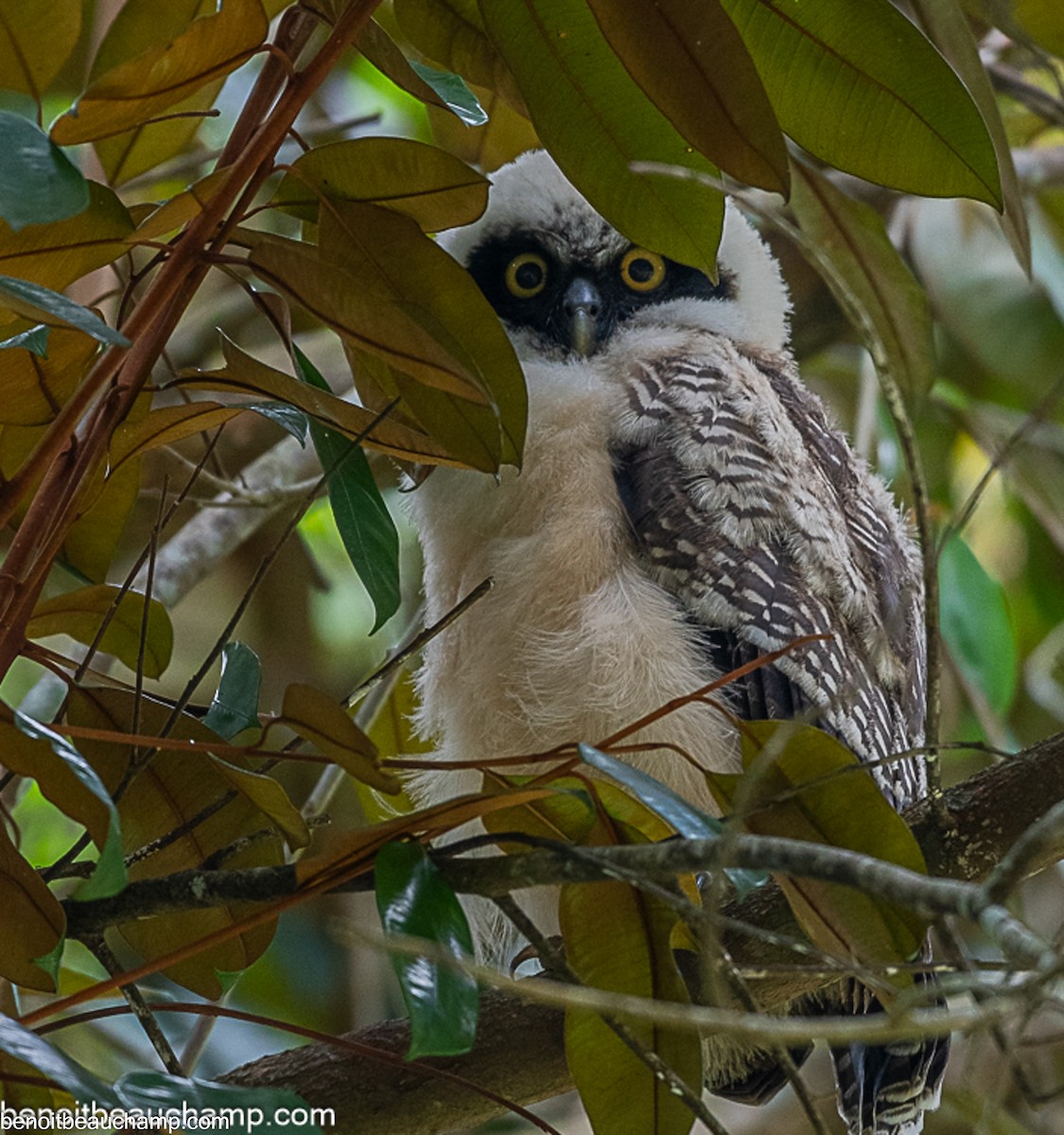 Spectacled Owl - ML641539325