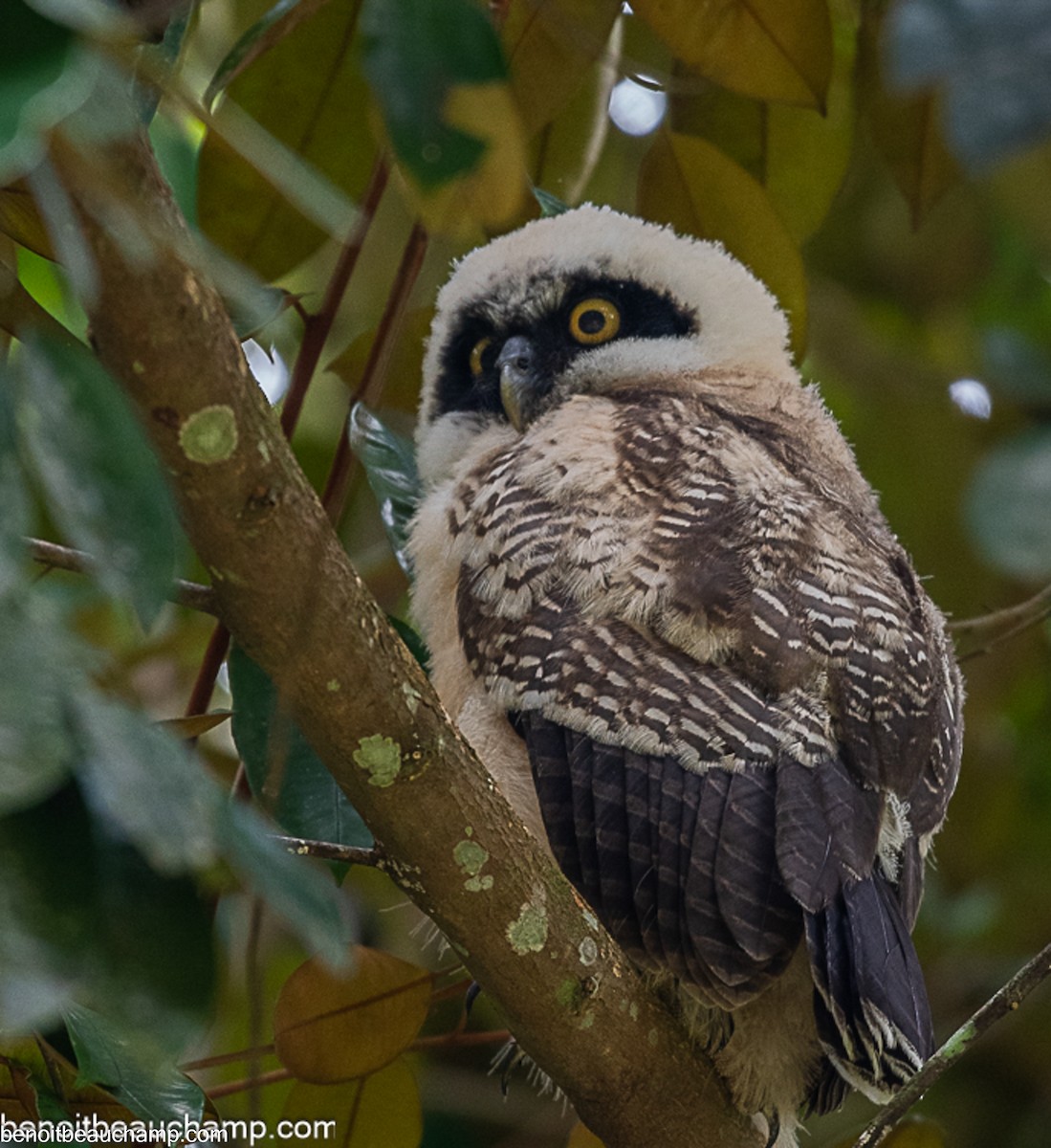 Spectacled Owl - ML641539326