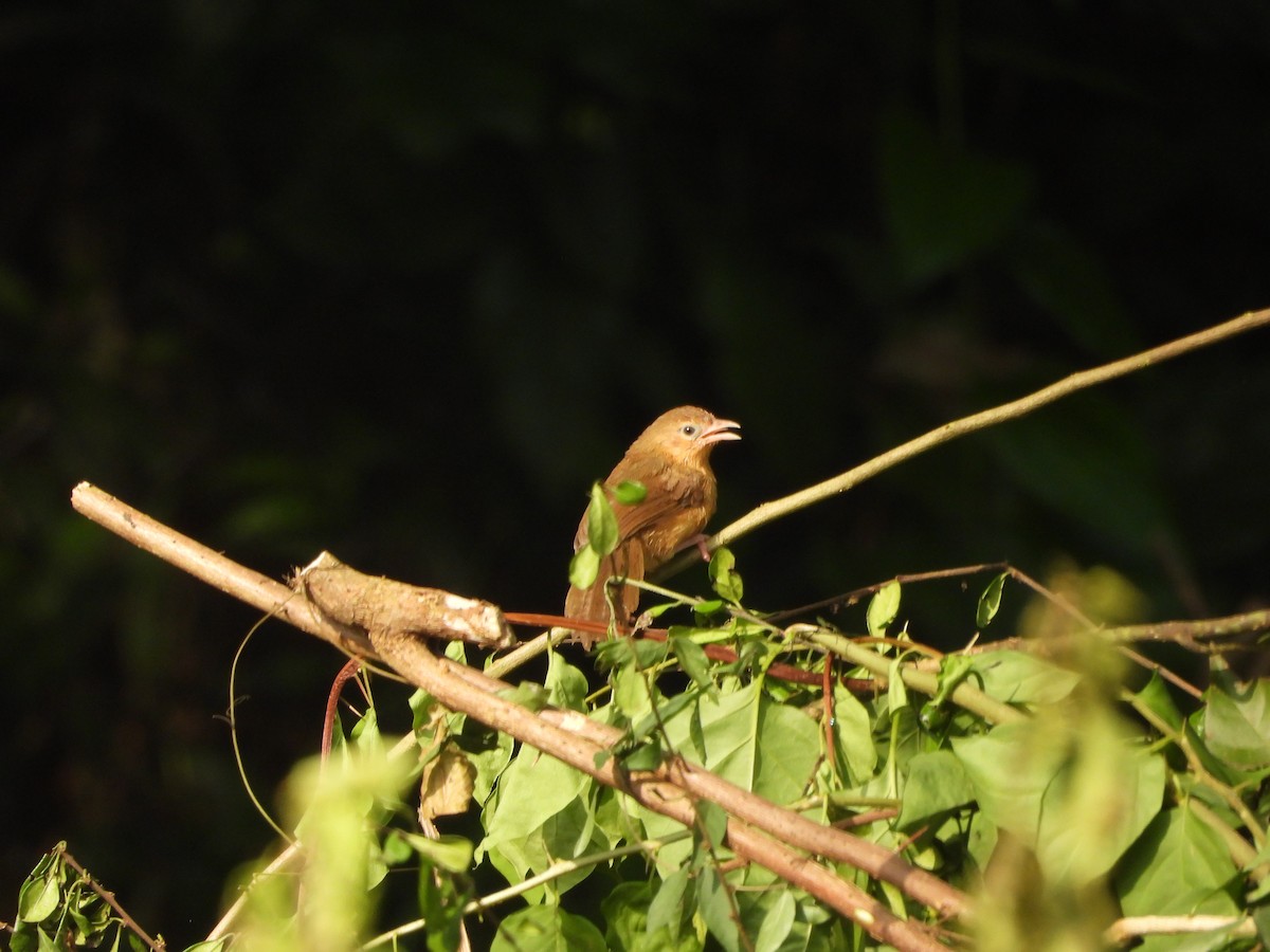 Tawny-bellied Babbler - ML641539330