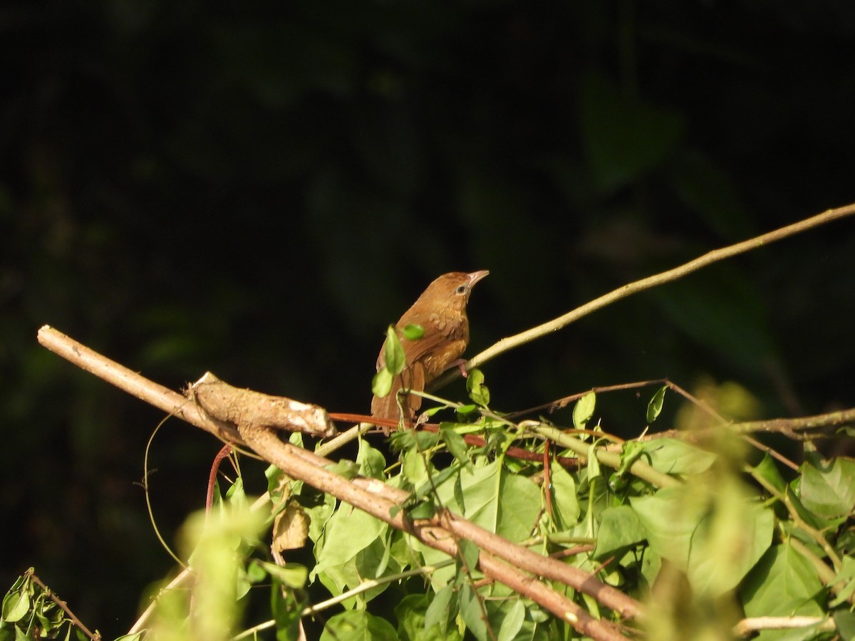 Tawny-bellied Babbler - ML641539332