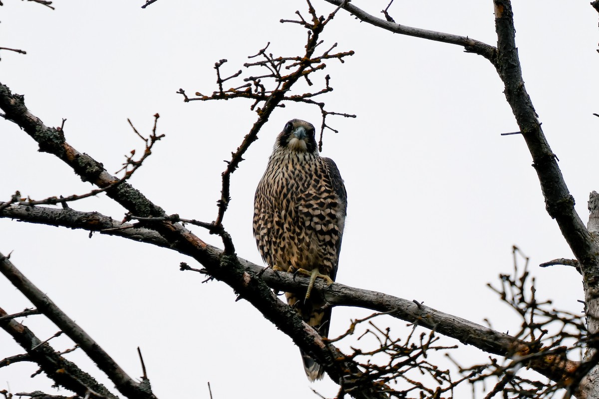 Эгэл шонхор - ML641539333