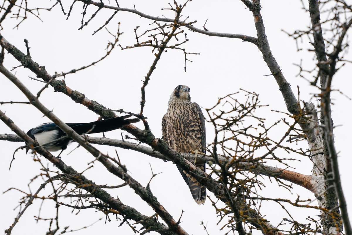 Эгэл шонхор - ML641539335