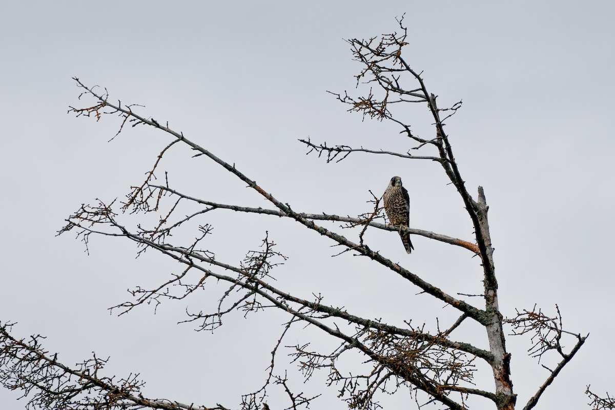 Эгэл шонхор - ML641539336