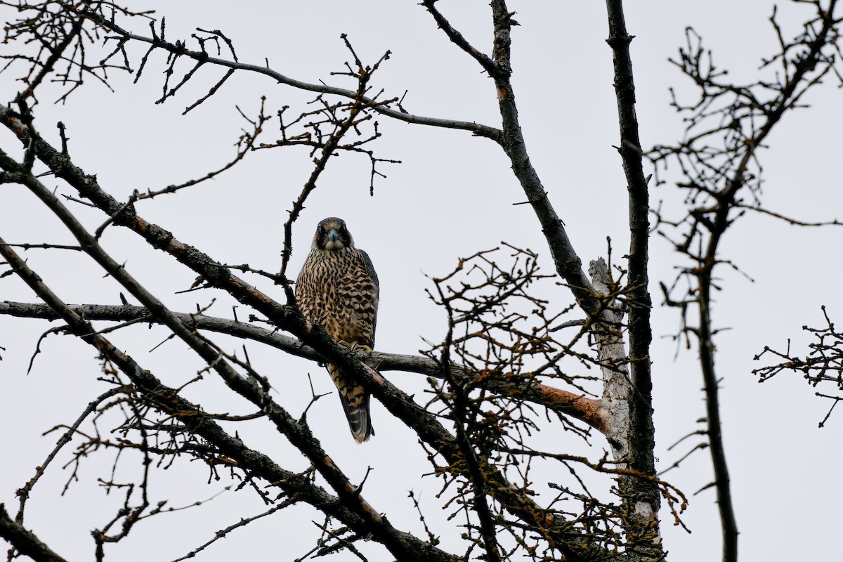 Эгэл шонхор - ML641539337