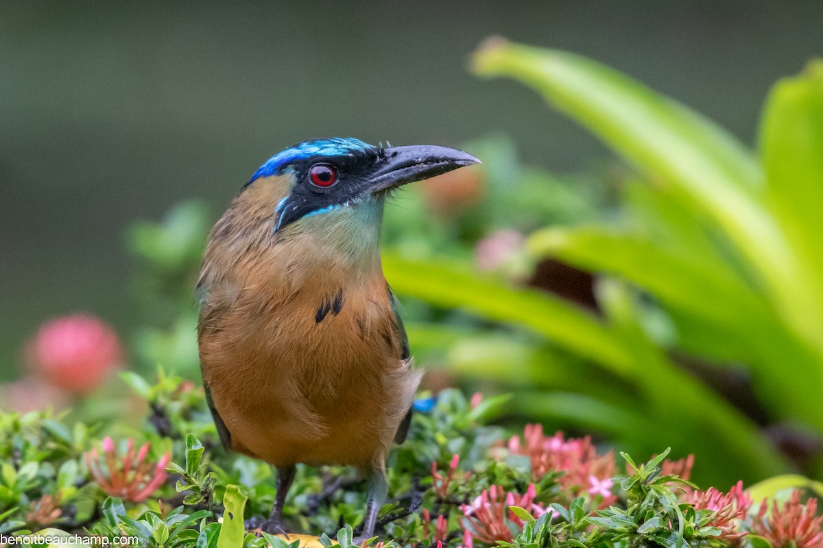 Lesson's Motmot - ML641539359