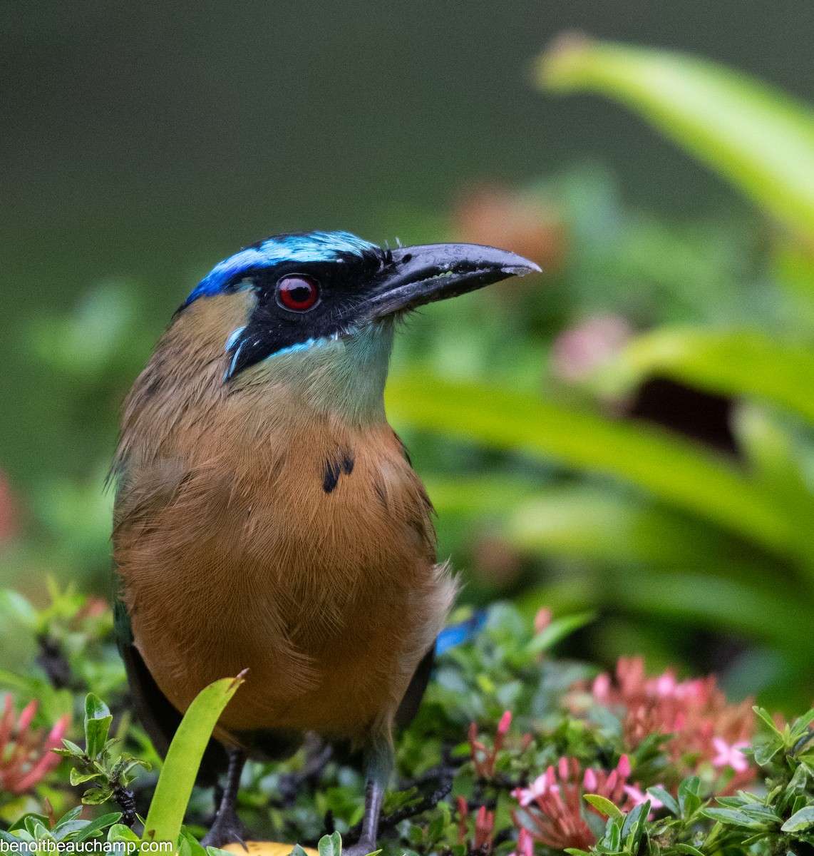 Lesson's Motmot - ML641539361