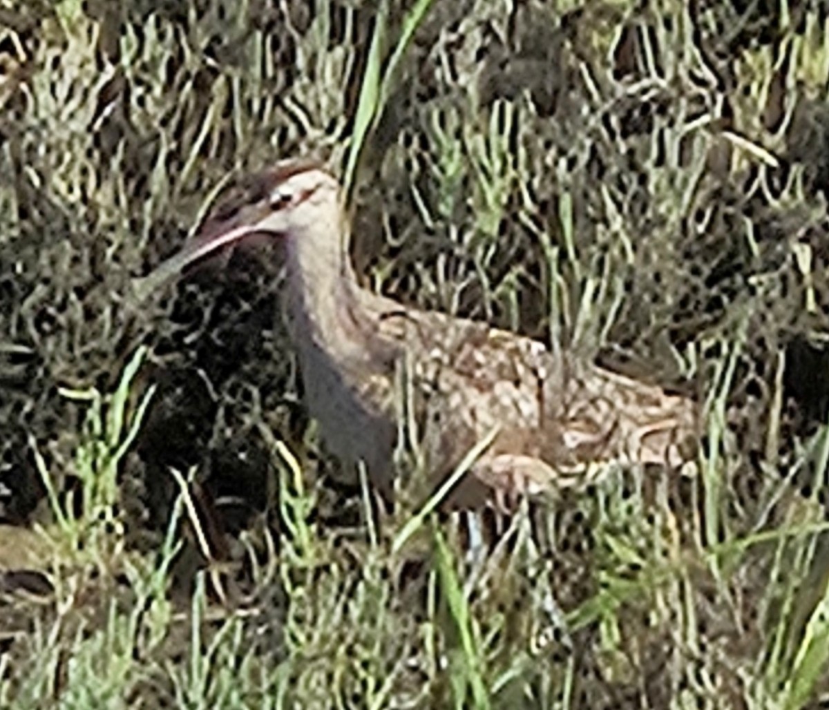 חרמשון אמריקאי - ML641539424